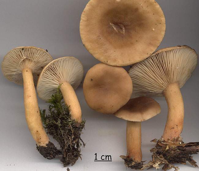 Lactarius subdulcis